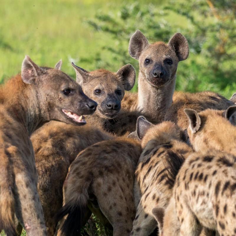 Marriott Safaris Africa