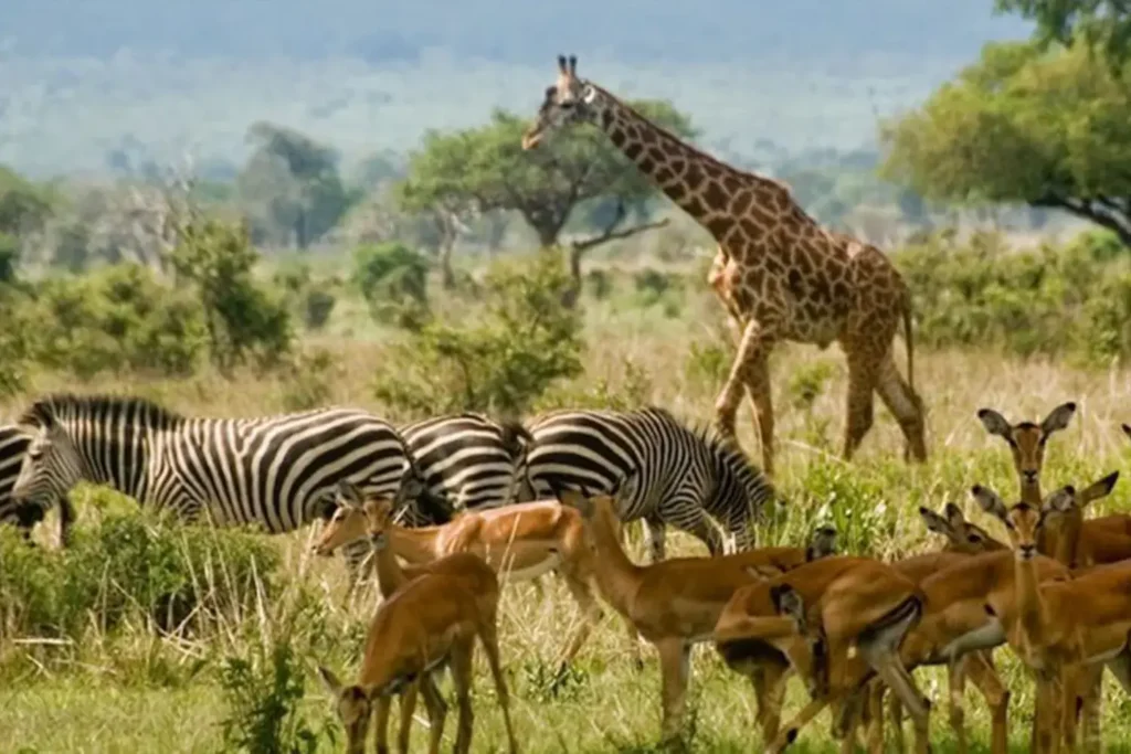 Mikumi National Park