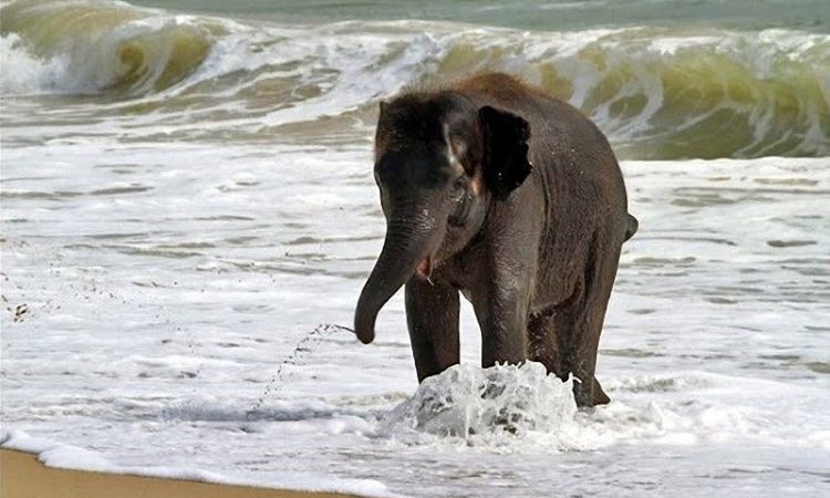 Saadani National Park