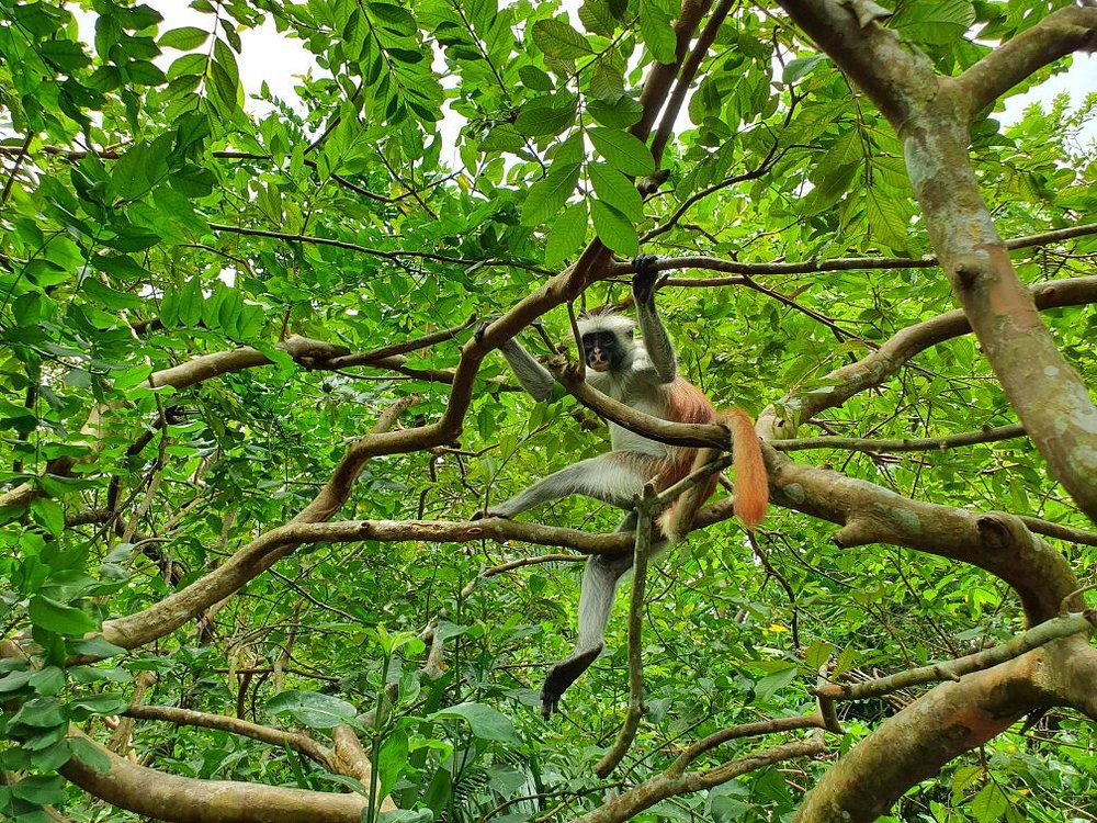 Jozani Chwaka Bay National Park