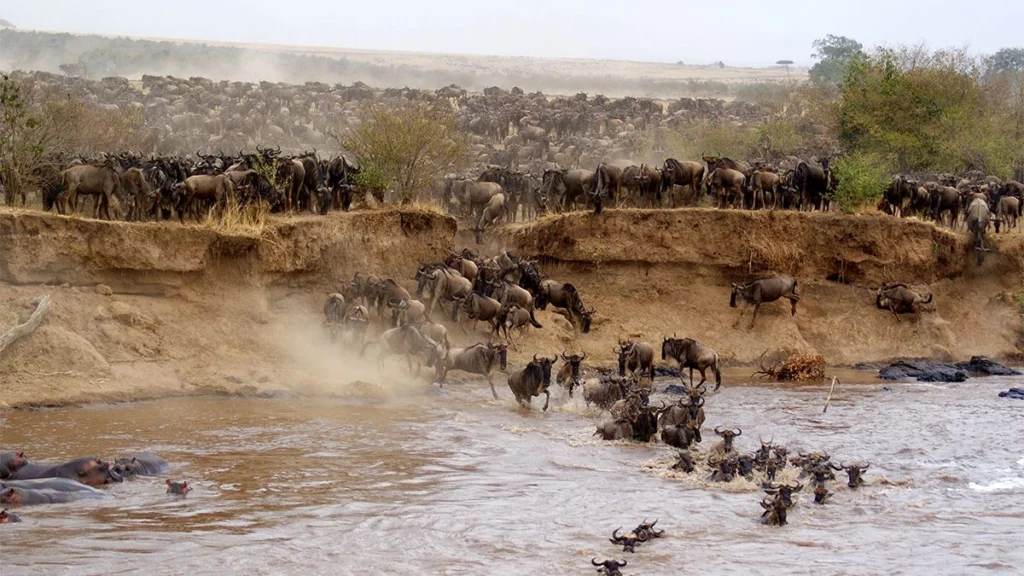 Masai Mara National Reserve