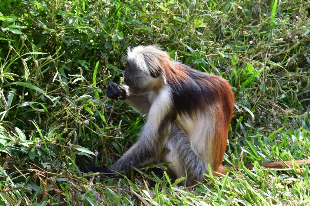 Jozani Chwaka Bay National Park