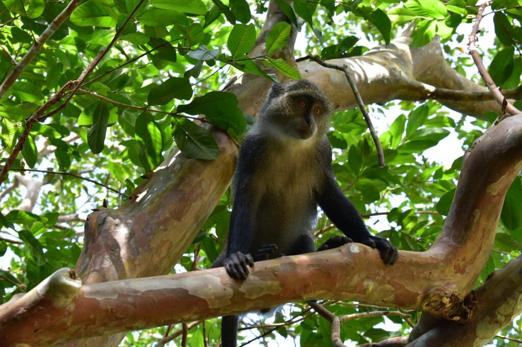 Jozani Chwaka Bay National Park