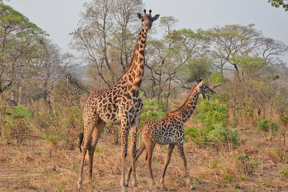 Katavi National Park