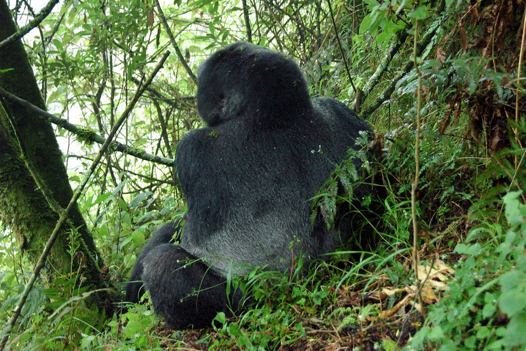 Silver back Gorilla