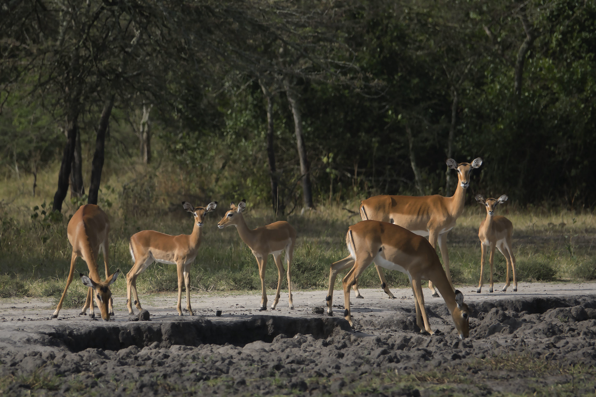Lake Mburo National Park