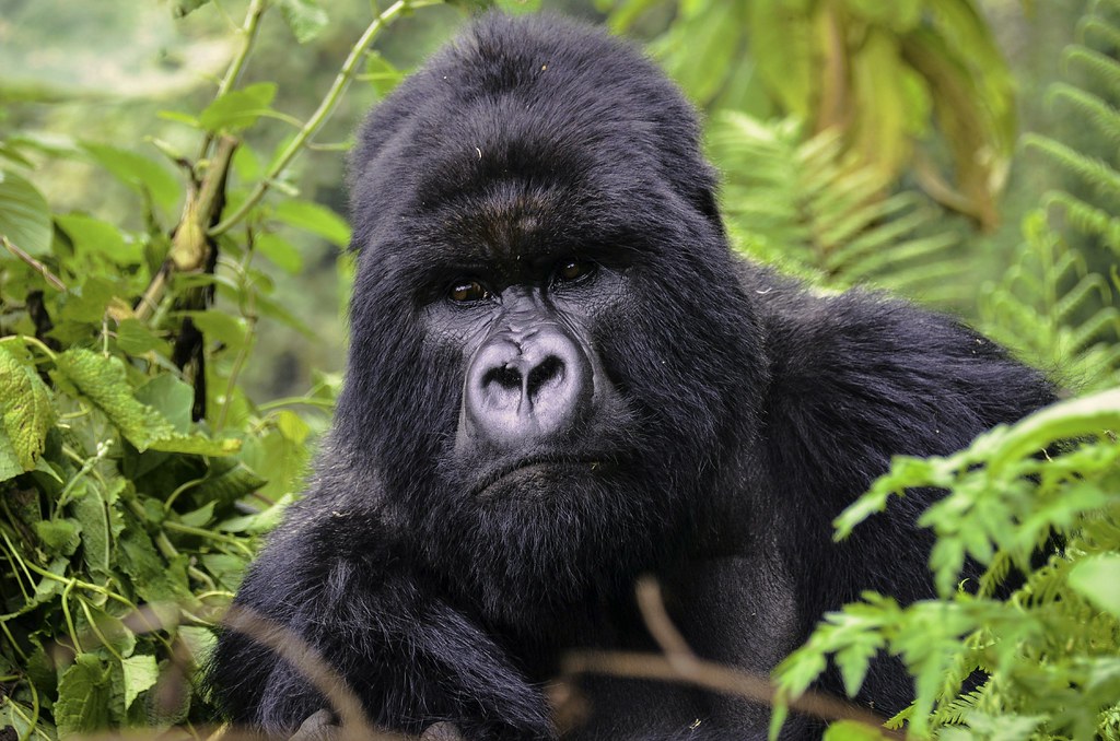 Gorilla Trekking Packing List