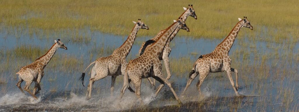 Moremi Game Reserve
