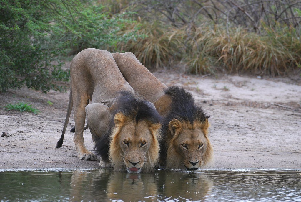 Central-Kalahari-Game-Reserve