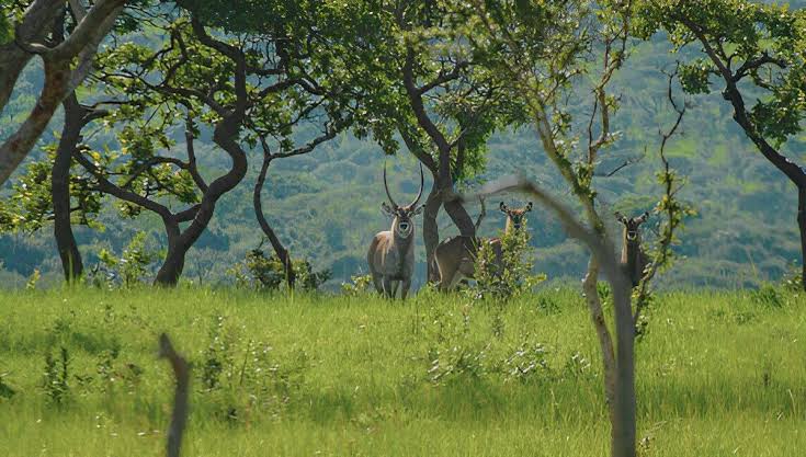 Ruvubu National Park