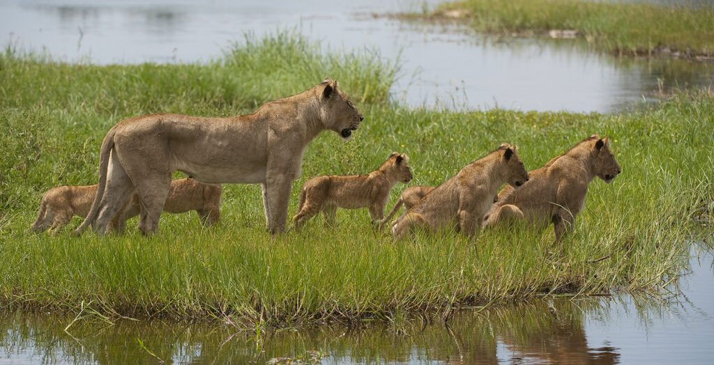 Moremi Game Reserve