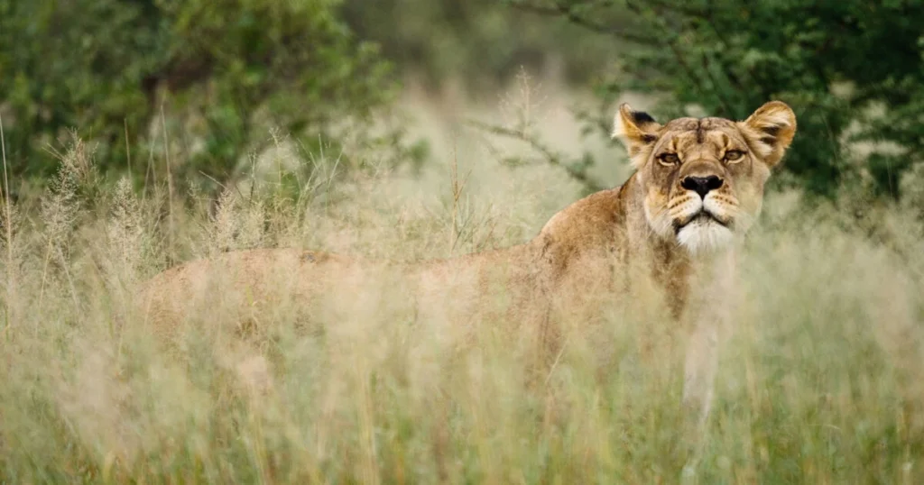 Central Kalahari Game Reserve