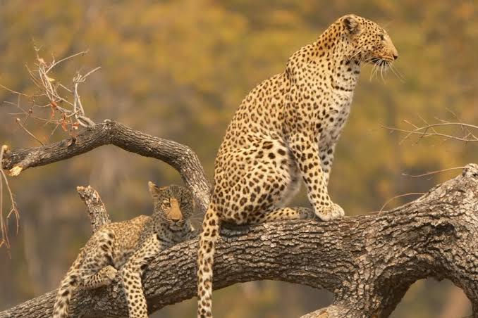 Moremi Game Reserve