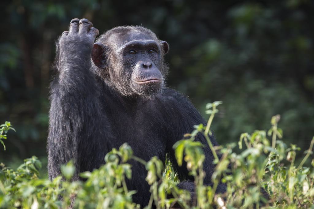Kibira National Park