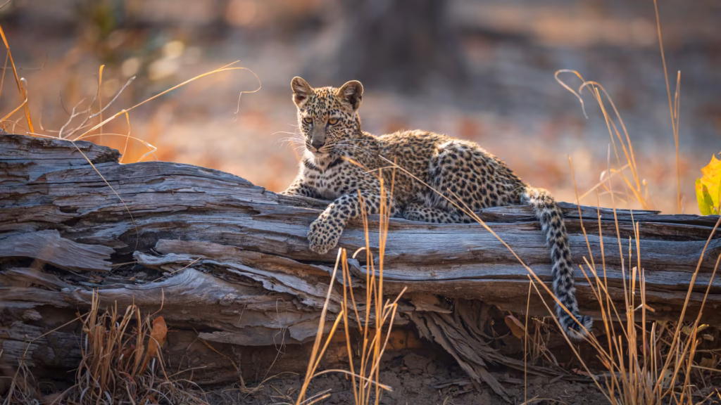 South Luangwa National Park