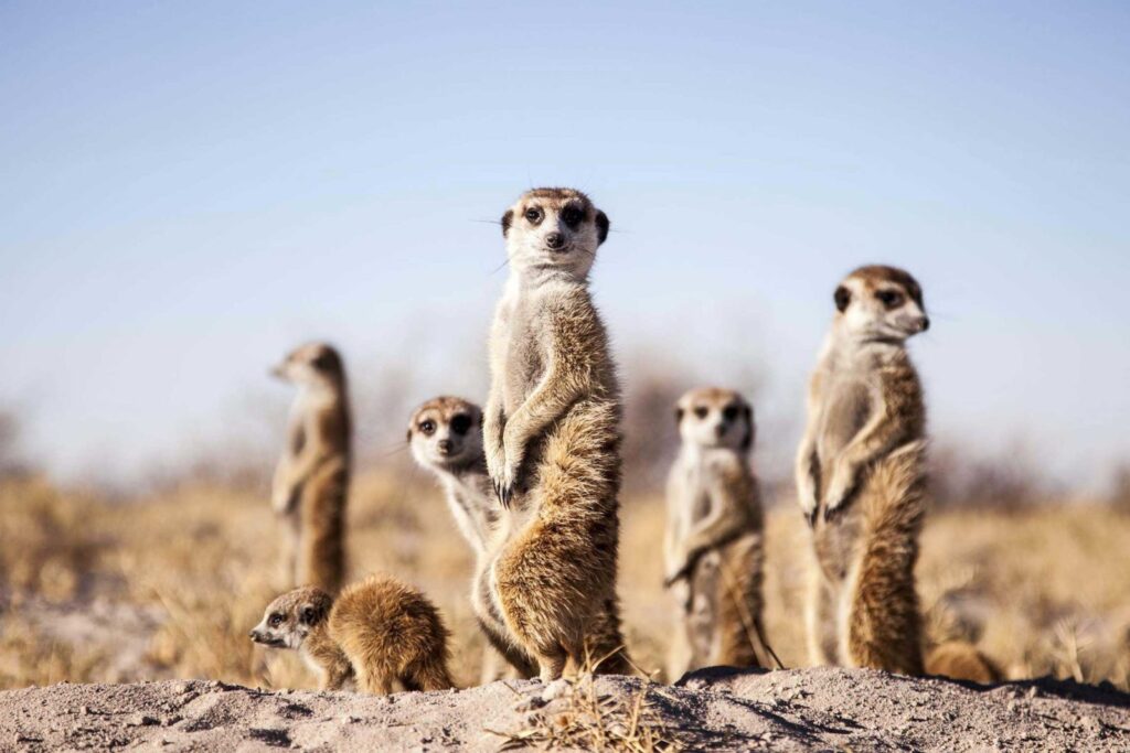 How to Get to Central Kalahari Game Reserve