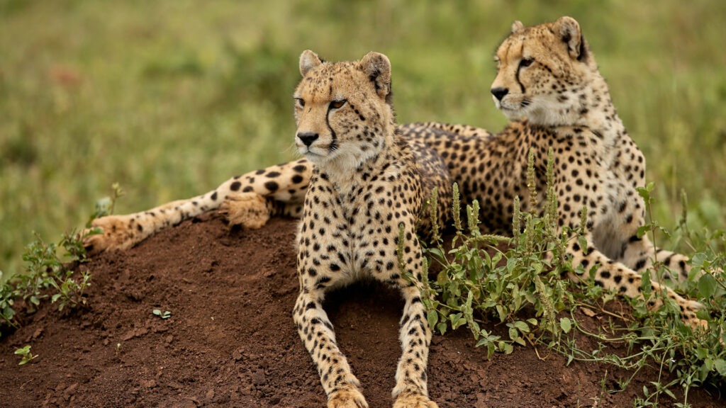 Okavango Delta Animals
