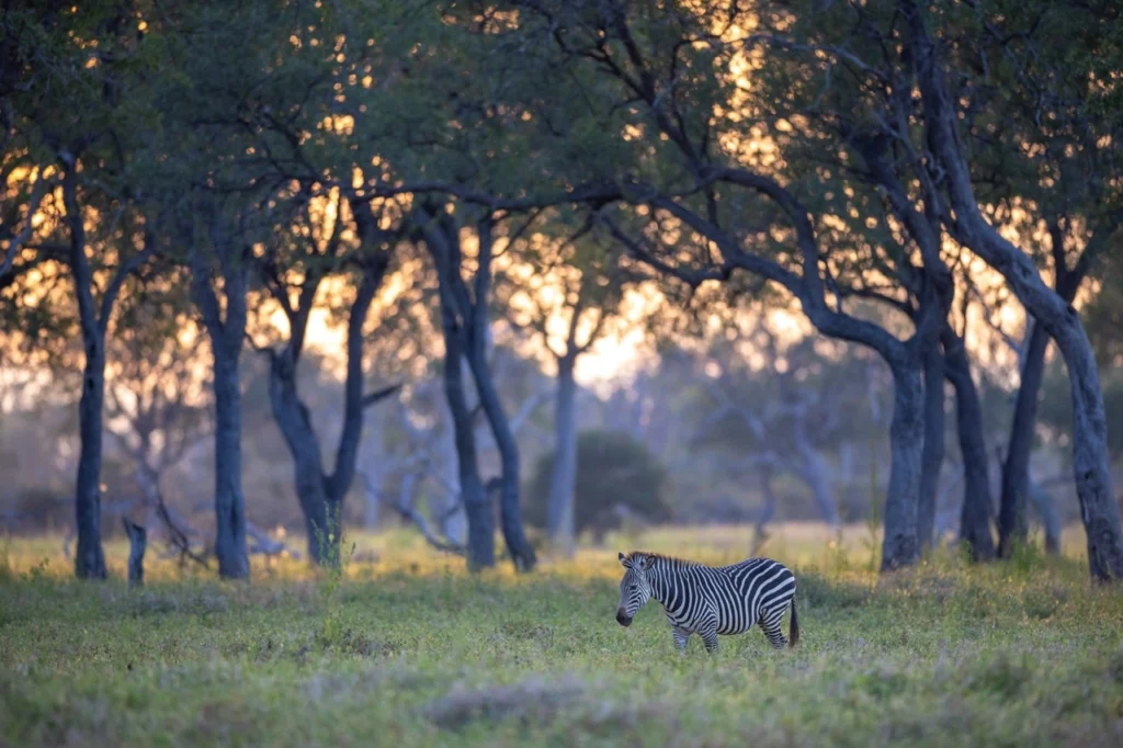 South Luangwa National Park