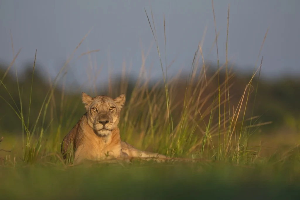 South Luangwa National Park