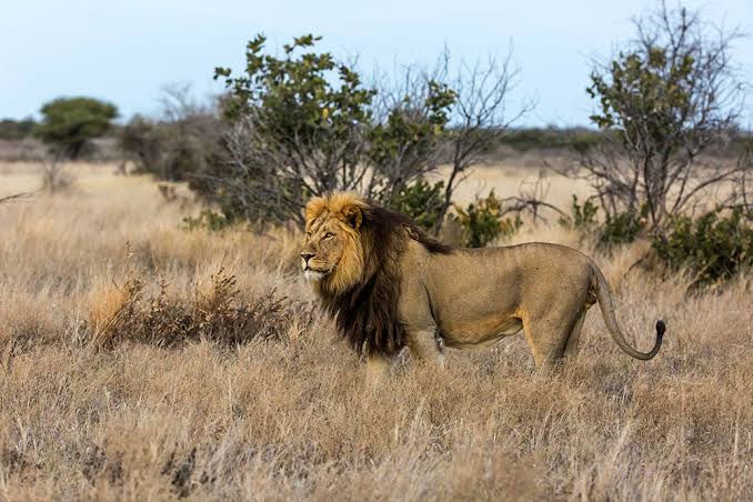 Game Drive in Hwange National Park