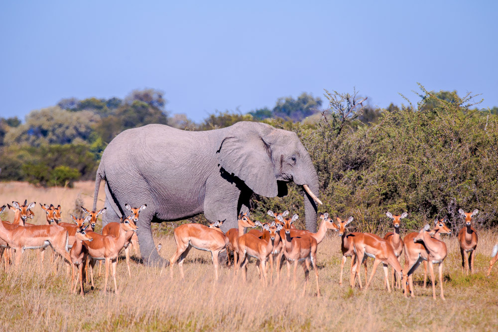 Okavango Delta Animals